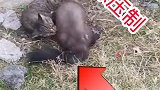 想不到猫竟然这么不堪一击