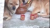 狗子：还是土地爷对我们好呀，我们也有房子住了！