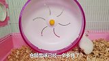 主人训练小仓鼠玩大跑轮，用食物引诱它，仓鼠：吃饱了才有力气跑