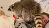 小浣熊挑衅猫咪，让猫咪两巴掌打的逃跑
