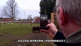 公羊挑衅鹿被教训，屁股一把被顶起，肚子都要笑疼了