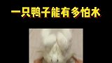 一只鸭子怕水这像话吗