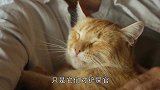 这段视频告诉你，怎么从猫咪睡眠状态，看出对主人的感情！