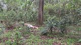 农村小哥：荒野炭火烤鸡，这滋味看着都舒服，感觉味道还不错