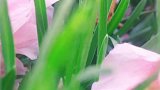 落花不是无情物，化作春泥更护花。