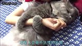 主人买回来个猫气球，橘猫当真了，接下来一幕承包了我一天的笑点
