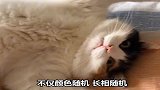 这些都是中国的萌猫，你知道几个