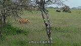 狮子狩猎羚羊，狮子：卖力就我一个，吃的时候来一群！