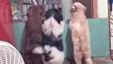 这狗子真的好会扭啊