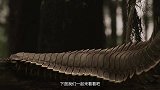 它曾是地球的“王者”，敢与恐龙对抗，现在却被人一脚就踩死！