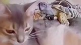 乌龟试图咬猫咪耳朵，你对速度一无所知