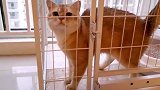 只因为被看了一眼，猫咪打开笼子就逃脱成功