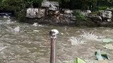 男子驾船在河湖边巡查，水中的鱼儿不断跳跃