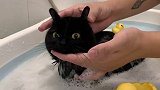 万万没想到我家猫洗澡能整这么多花样。。。你们家的猫洗澡也这样吗？