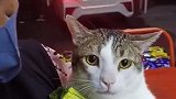 国外夫妇养了一只有社恐的小猫咪，一遇到路人调戏就躲到主人怀里
