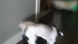 小狗不停干扰着猫咪，被小猫一脚踹开，真有意思！
