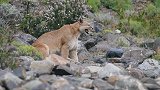 动物世界：吼叫的山狮