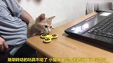 主人在玩玩具，小猫咪凑上前去也想玩玩，结果是这样