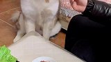 狗子吃烤肉的仪式感