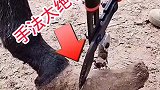 这一剪子毛驴直接瘸了，下手太狠了