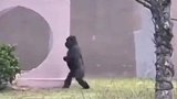 网友竟在动物园发现一只，直立行走的猩猩