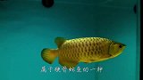 原来金龙鱼那么凶？一口吃掉蜈蚣，连老鼠都不放过