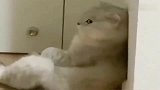 猫咪生气了，哄不好怎么办！