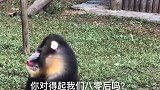 大马猴，你这样对得起我们吗？你可是我们八零后的噩梦啊！
