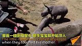 泪目！小犀牛为保护受伤母亲冲撞救助者 这一幕太暖心