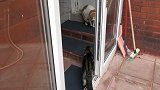 猫兄弟合伙欺负一只流浪猫，真的是太坏了