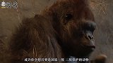 这种动物和大熊猫一样名贵，只有中国才有，但毁灭速度已超预期