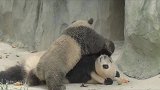 爱挖煤的熊猫香果，虽然是个女孩子，却总是邋里邋遢