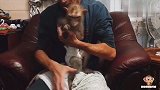第一次看主人给小猴子穿衣服，原来要这么费劲