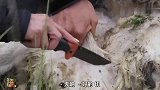贝爷太重口味了，要吃死羊上的东西，妹子都要哭了！