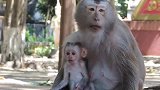 为什么一只猴子老想抢猴宝宝，它是不是能生还是怕生