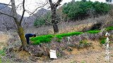 大山里挖来的野花，种在自家门前，花开之时定是一道美丽的风景线