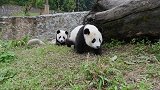 熊猫宝宝，友谊万岁，两只熊猫是好朋友，整天黏在一起的那种