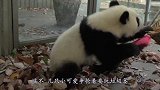 全球最可爱的“桌垫”，大概只有熊猫饲养员敢用，网友：萌化了！