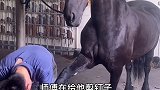 飓风呀又要做“美甲”啦马 萌宠出道计划 宠物美容