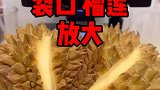 榴莲裂口到底好不好呢？放大百倍看看，是不是好多细菌侵入