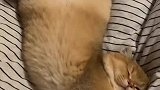 猫咪跟主人在床上玩闹，被自己绊倒后，居然直接倒在床上就睡着了