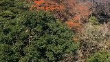 乘坐范进山的索道，你会头晕吗？反正我头晕了！