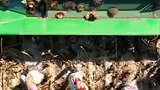 荔枝新闻记者带你直击新疆北屯“中国食葵之乡”丰收现场！