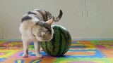 猫咪把大西瓜当成玩具，不许主人碰：让朕先玩几天再借你
