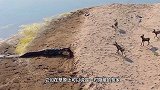 鳄鱼被狮子骗上岸，被狮子一顿猛揍，狮子：能群殴何必单挑