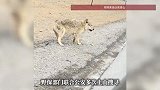 青海可可西里一网红狼左眼肿胀疑受伤，当地林业部门：不排除人为