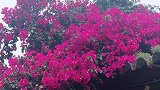 烟雨丽江古城，三角梅开的正艳，别有一番风情。#丽江