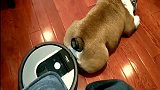 扫地机器人每次工作都和恶霸犬杠上！看着这个很无奈！