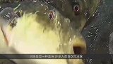 外表可爱的河豚有剧毒？它的毒是怎么来的呢？看完视频就知道了