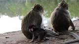 小猴子找妈妈，到底那一只大猴子是它妈